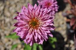 ECHINACEA p. Pink Poodle PP19428