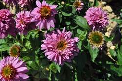 ECHINACEA p. Pink Poodle PP19428