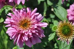 ECHINACEA p. Pink Poodle PP19428