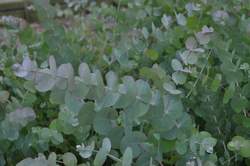 EUCALYPTUS, Silver Dollar