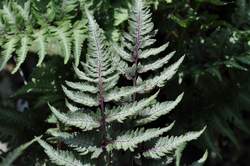 FERN, Japanese Painted