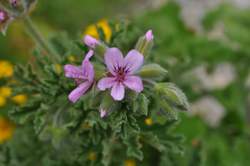 GERANIUM, Lemon Rober