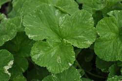 GERANIUM, Snowflake