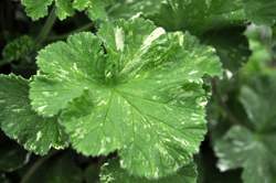 GERANIUM, Snowflake