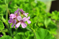 GERANIUM, Snowflake