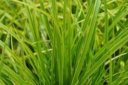 Grass-CAREX d. Kaga-nishiki