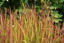 Grass-IMPERATA c. Red Baron