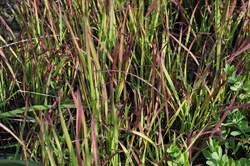 Grass-IMPERATA c. Red Baron