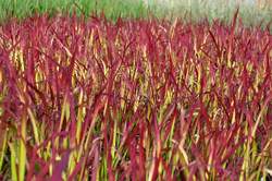 Grass-IMPERATA c. Red Baron