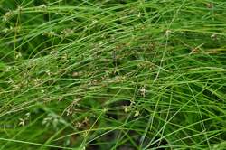 Grass-SPOROBOLUS heterolepis