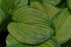 HOSTA Stained Glass