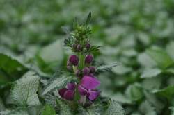 LAMIUM m. Purple Dragon PP15890