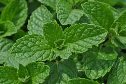 MINT, Spearmint, Kentucky Colonel