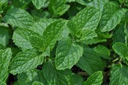 MINT, Spearmint, Kentucky Colonel