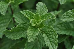 MINT, Spearmint, Kentucky Colonel