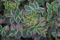 POLEMONIUM r Strwy to Hvn PP15187