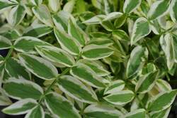 POLEMONIUM r Strwy to Hvn PP15187