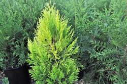 THUJA p. Fluffy™ PPAF | Millcreek Gardens Plant Catalog