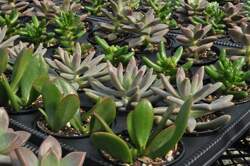 .Assorted Succulent Tray-28 ct