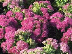 SEDUM Powderpuff PP32714