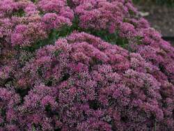 SEDUM Powderpuff PP32714