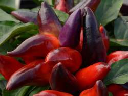 PEPPER, Wicked