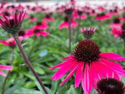 ECHINACEA DS™ Wicked PP33714