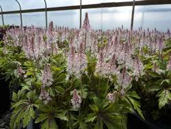 TIARELLA Pink Skyrocket PP13382