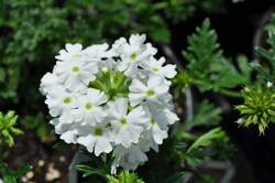 VERBENA Babylon White PP12288