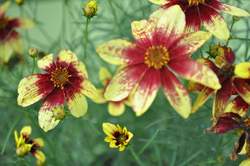 COREOPSIS Cruizin'™ v. Route 66 PP20609