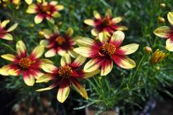 COREOPSIS Cruizin'™ v. Route 66 PP20609