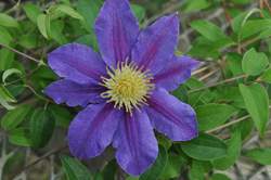 CLEMATIS Carnival PP17597