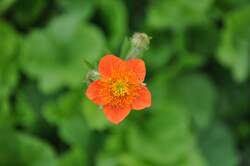 GEUM co. Koi