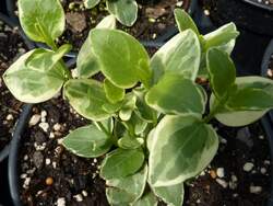 VINCA major Variegata