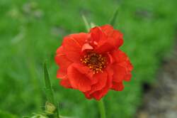 GEUM chil. Red Dragon