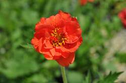 GEUM chil. Red Dragon