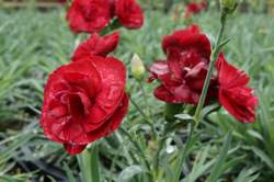 DIANTHUS SF® Tall Passion PP20440