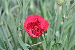 DIANTHUS SF® Tall Passion PP20440