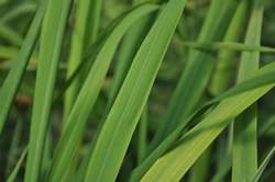 LEMON GRASS