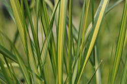 Grass-CALAMAGROSTIS a. Eldorado PP16486