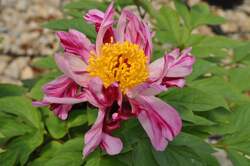 PAEONIA Circus Circus