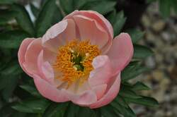 PAEONIA May Apple