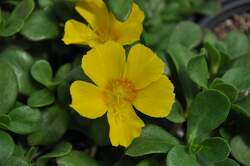 PORTULACA Mojave® Yellow