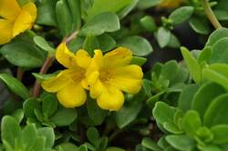 PORTULACA Mojave® Yellow