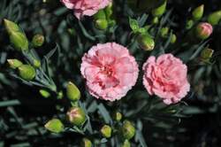 DIANTHUS SF® Tall Romance PP21843
