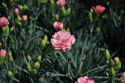 DIANTHUS SF® Tall Romance PP21843