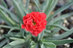 DIANTHUS Early Bird® Chili PP24363