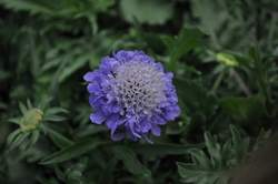 SCABIOSA c. Blue Note