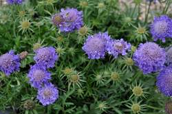 SCABIOSA c. Blue Note