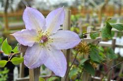 CLEMATIS Tracy Lee